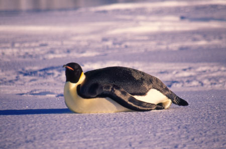 Emperor Penguin